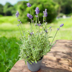 Lavandula angustifolia Cleo-Patio® Blue - Kompaktná levanduľa s modrofialovými kvetmi, ideálna do kvetináčov a voňavých záhonov