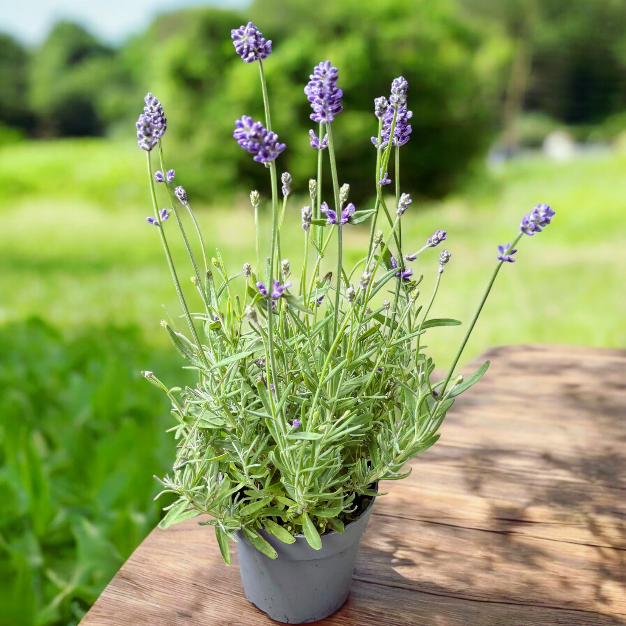 Lavandula angustifolia Cleo-Patio® Blue - Lavanda compacta cu flori albastru-violet, perfecta pentru ghivece si borduri parfumate