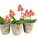 Phalaenopsis Meidarland Chambe '3253' (pelorica) *profumata