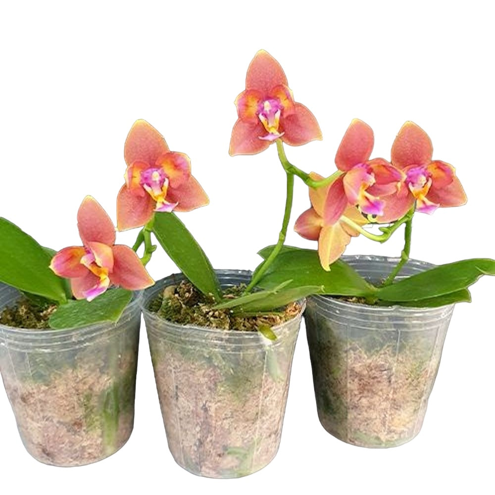 Phalaenopsis Meidarland Chambe '3253' (pélorique) *parfumée
