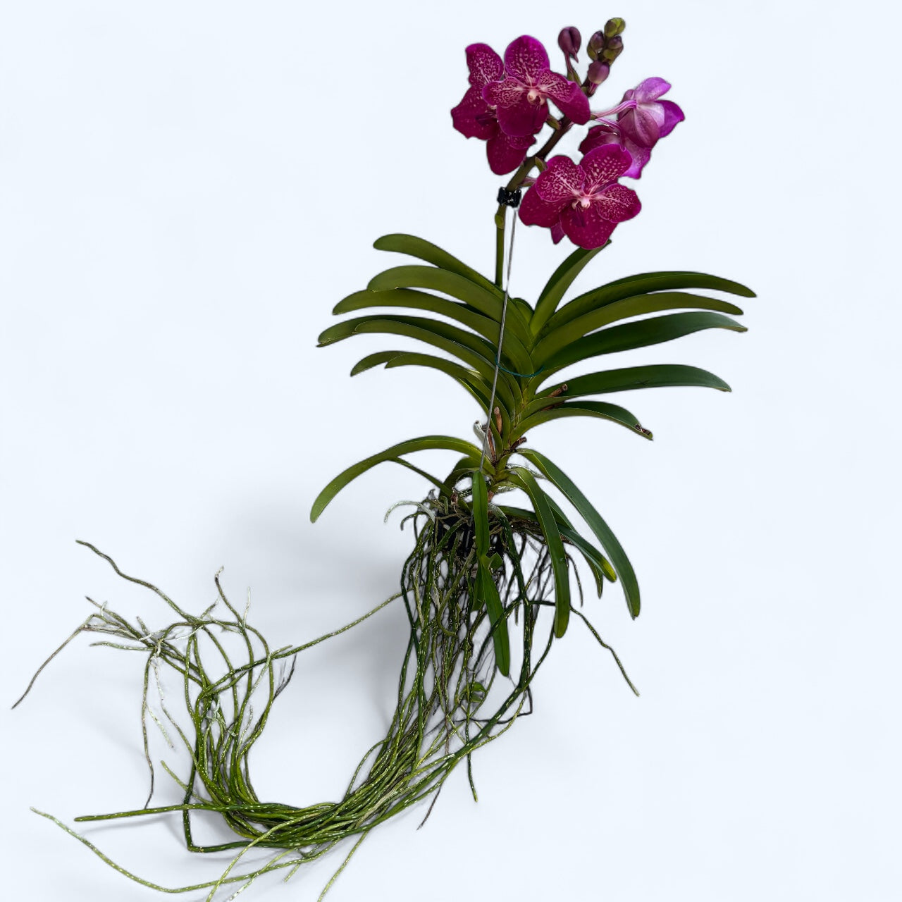 Vanda 'Burgundy' (Ansu) - XL-kukat