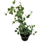 Eukaliptus - Eucalyptus polyanthemos (Czerwone pudełko)