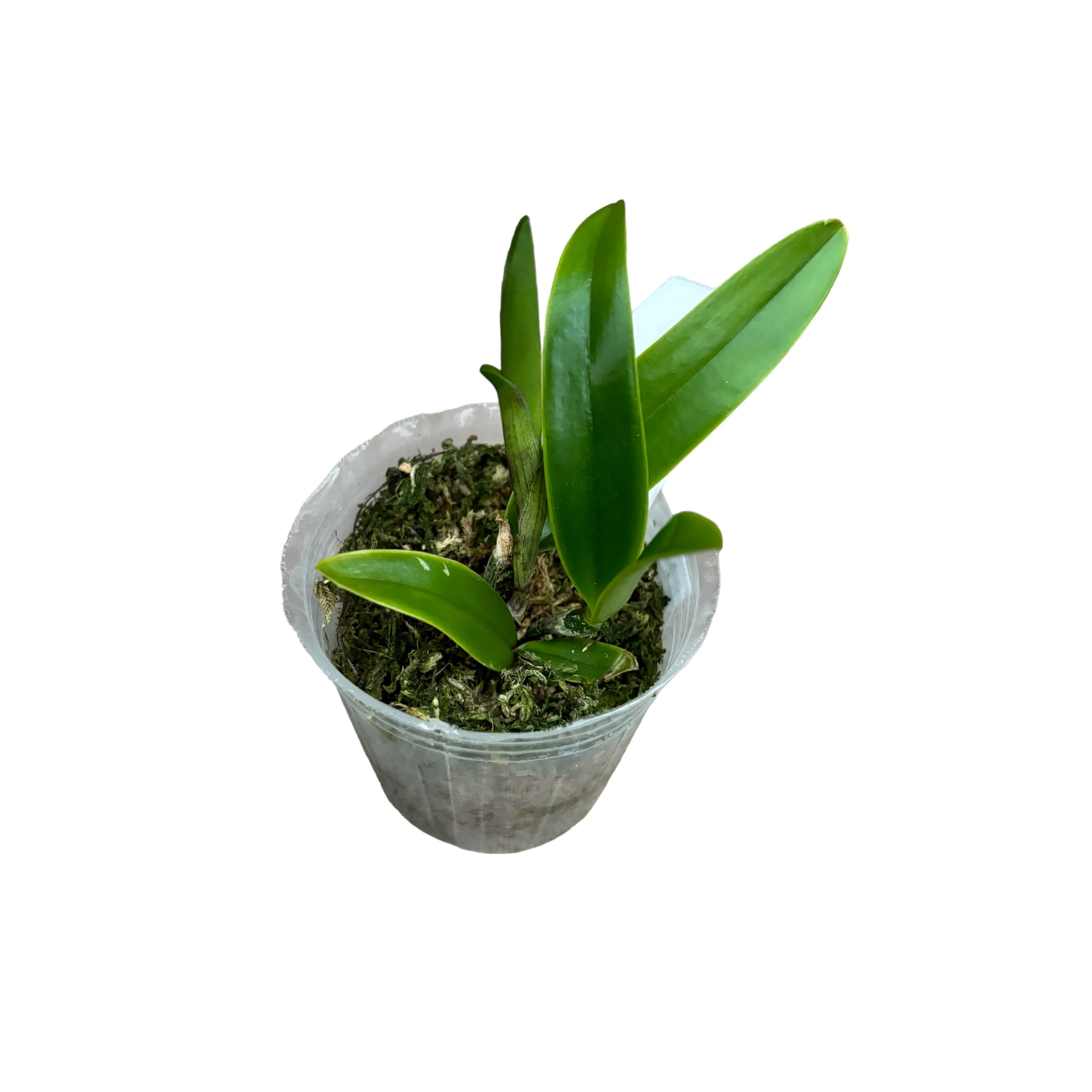 Cattleya guttata var. coerulea fragrant