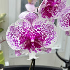 Phalaenopsis Body Language mit großer Lippe