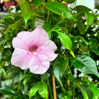 Pandorea jasminoides - flori parfumate (2 plante/ghiveci) - Exemplare XL