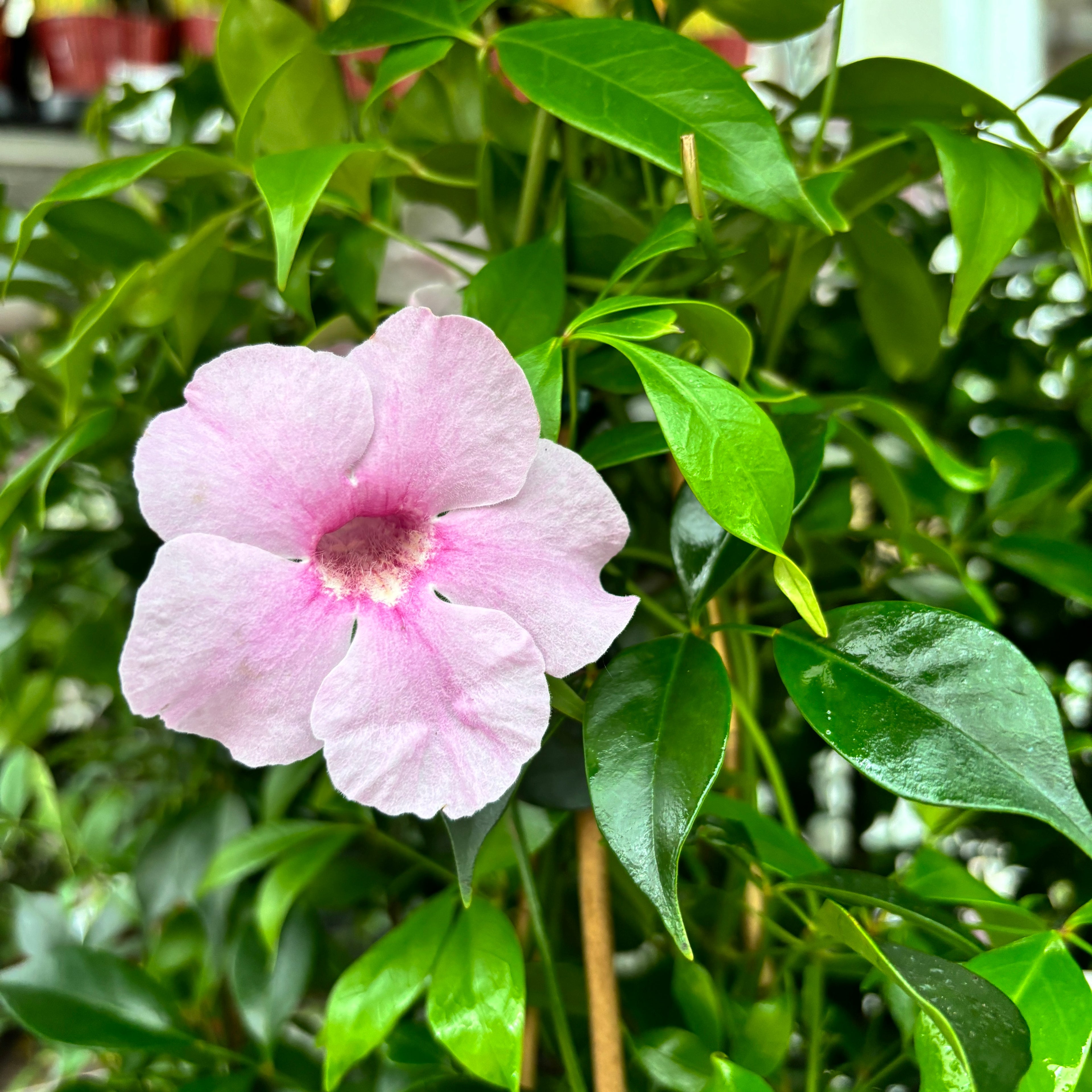 Pandorea jasminoides - illatos virágok (2 növény/cserép) - XL példányok