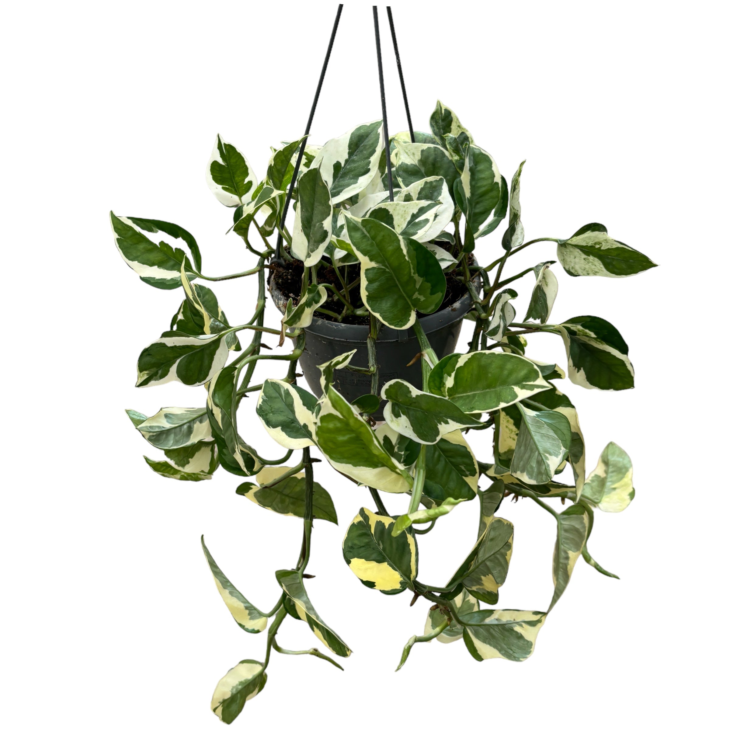 Epipremnum (Scindapsus) aureum 'N'joy' - exemplare XL