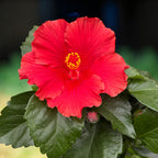 Hibiscus rosa-sinensis 'Eos’ (trandafiri japonezi)