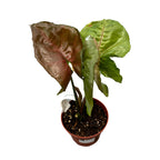 Syngonium Strawberry Ice