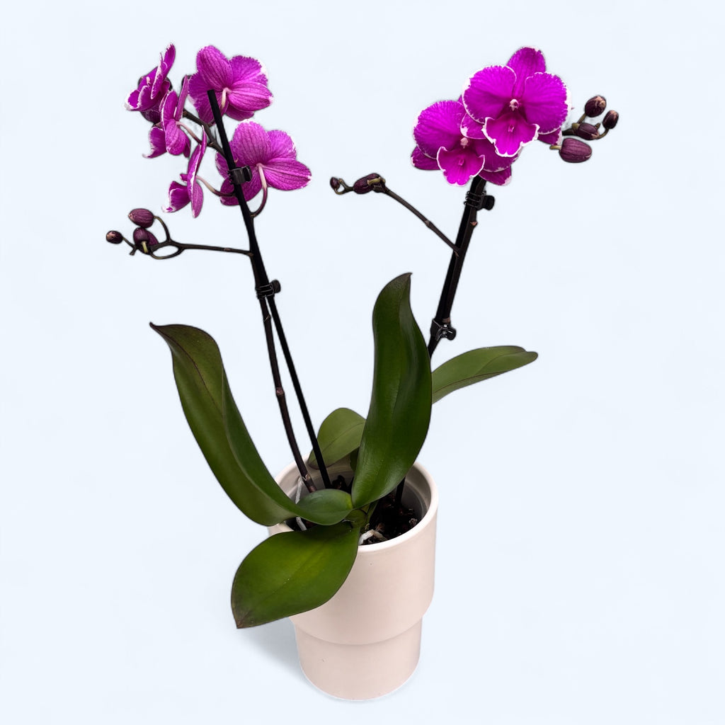 Phalaenopsis Younghome Pinying '0792' big lip