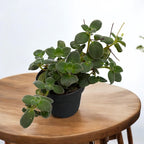 Streptocarpus saxorum - Streptocarpella (trailing plant)