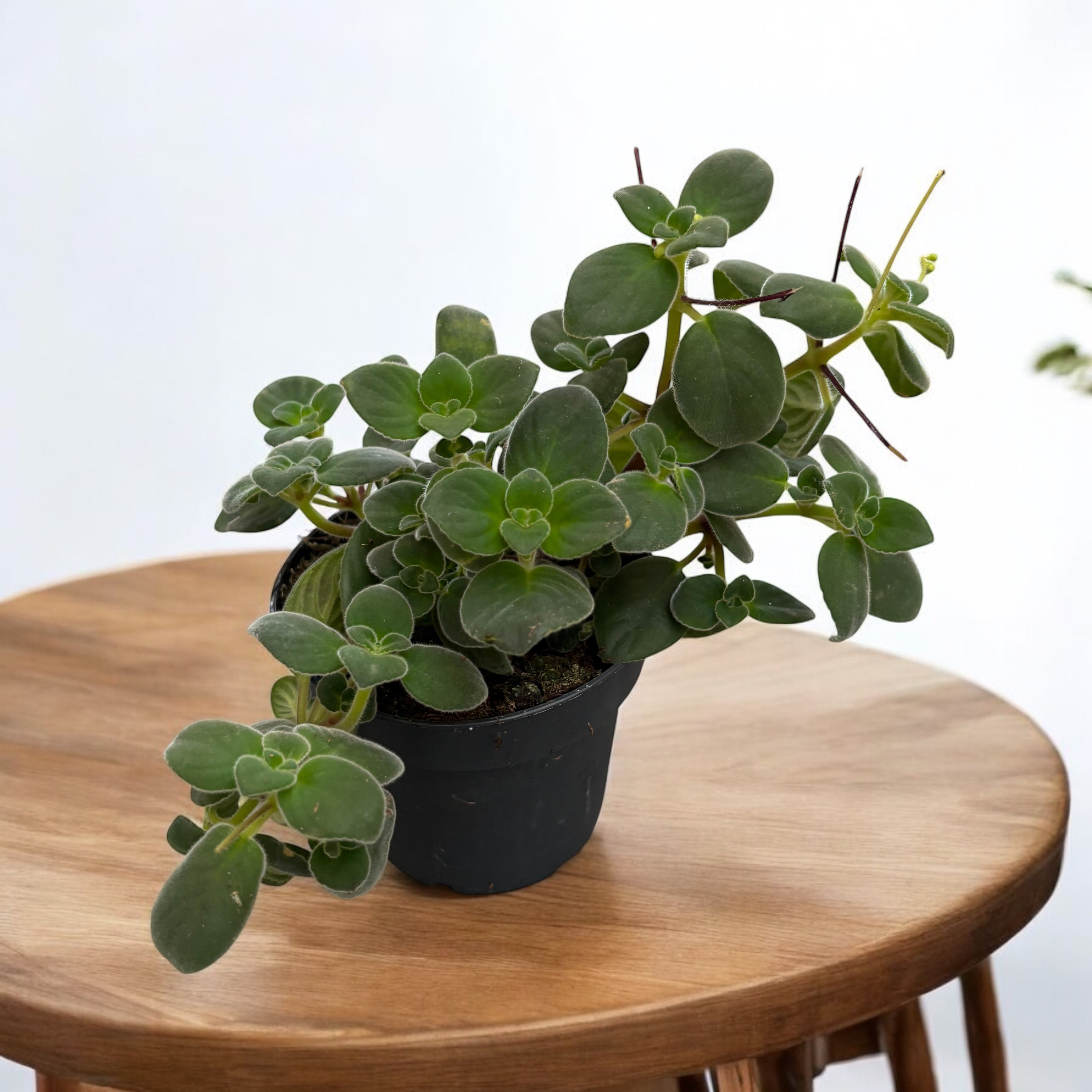 Streptocarpus saxorum - Streptocarpella (planta curgatoare)