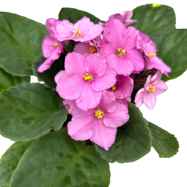 Pink violets - Saintpaulia Inova Spectra Eline