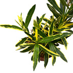 Λεάνδρος με διπλά ροζ άνθη, φύλλα ποικιλόχρωμα - δείγματα XL