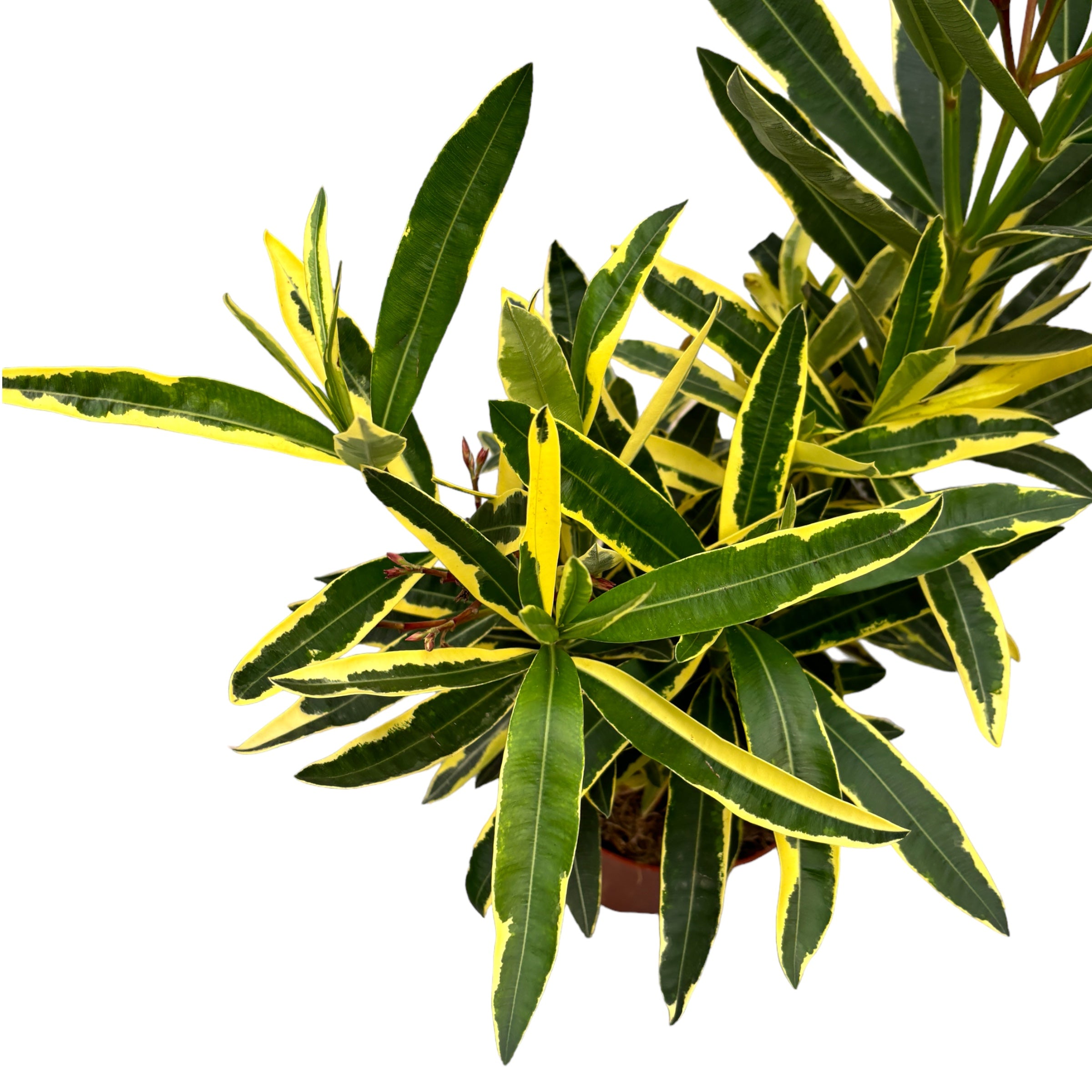 Λεάνδρος με διπλά ροζ άνθη, φύλλα ποικιλόχρωμα - δείγματα XL