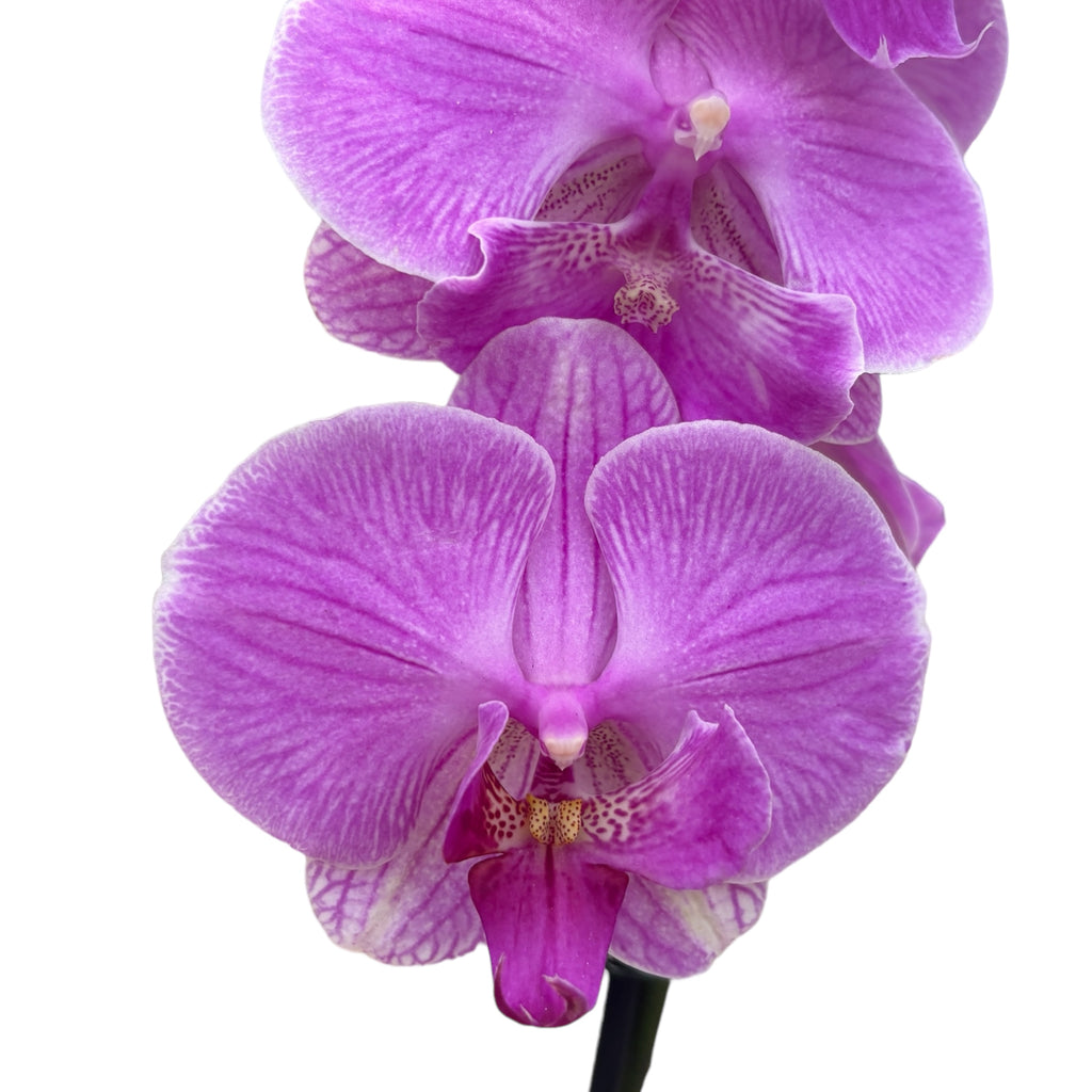 Phalaenopsis ‘Limited #45’ big lip
