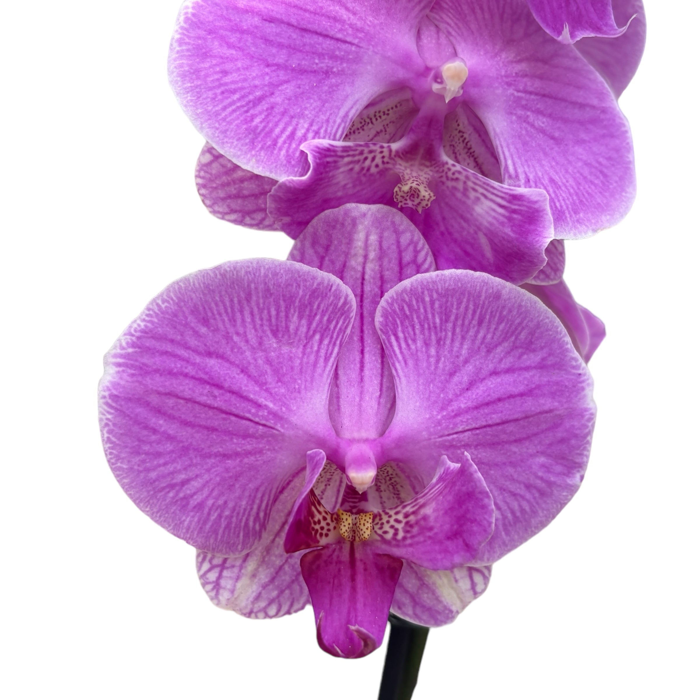 Phalaenopsis ‘Limited #45’ big lip