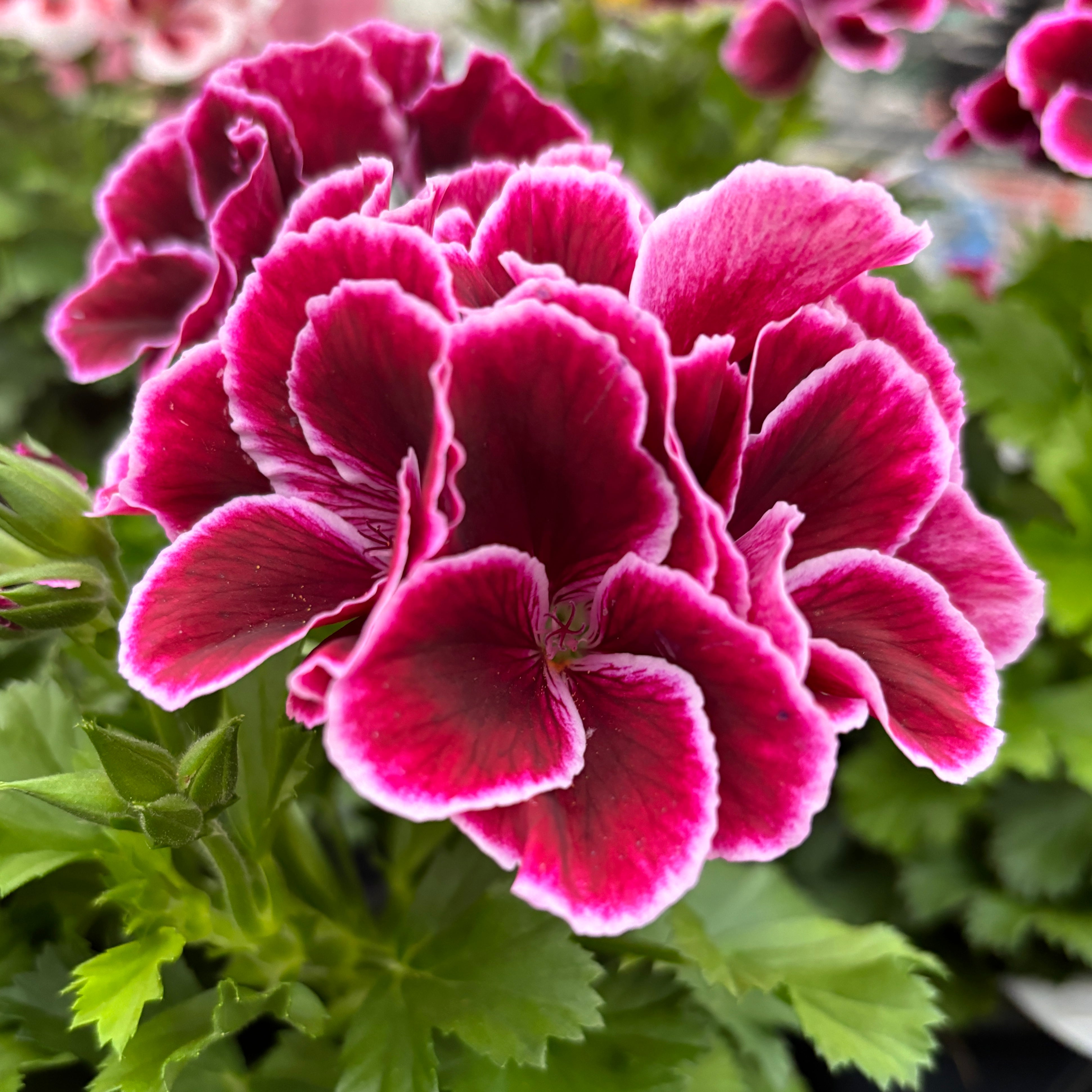 Pelargonium grandiflorum ‘Don Bliss’ (muscate englezesti) – Secret ...