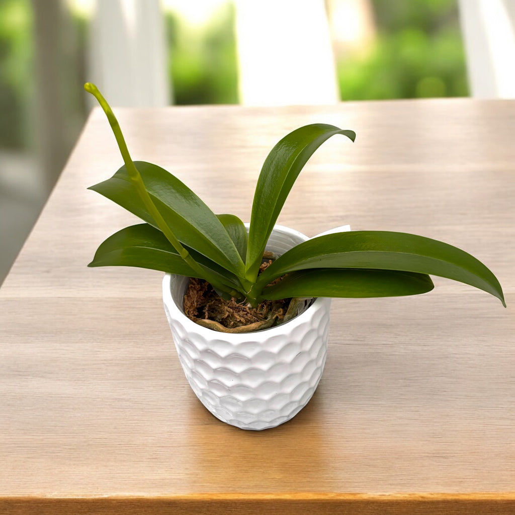 Phalaenopsis I-Hsin Confetio '507' (peloric)