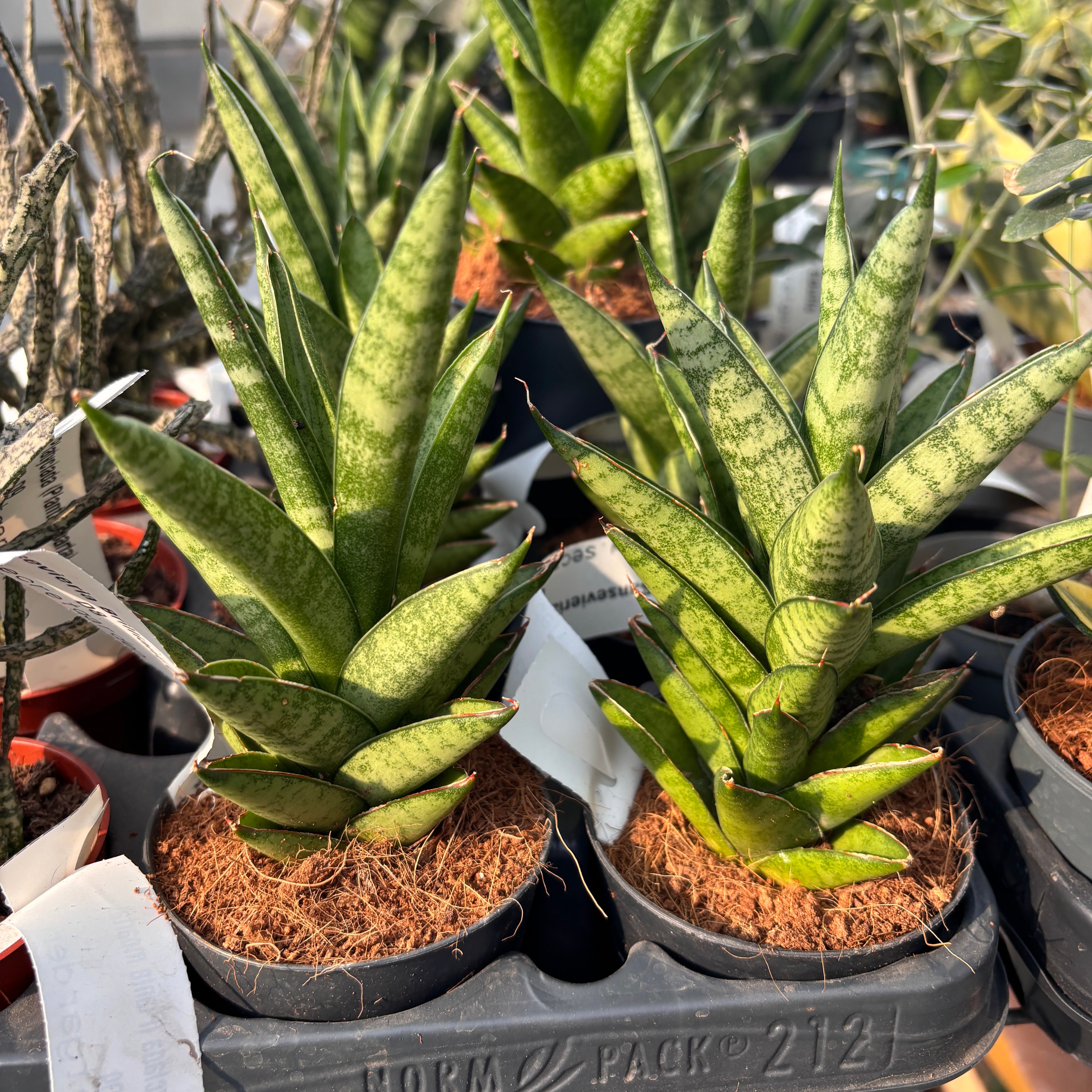 fleur de sansevieria Sansevieria « Couronne de Mariée » – Secret Garden Plant Shop