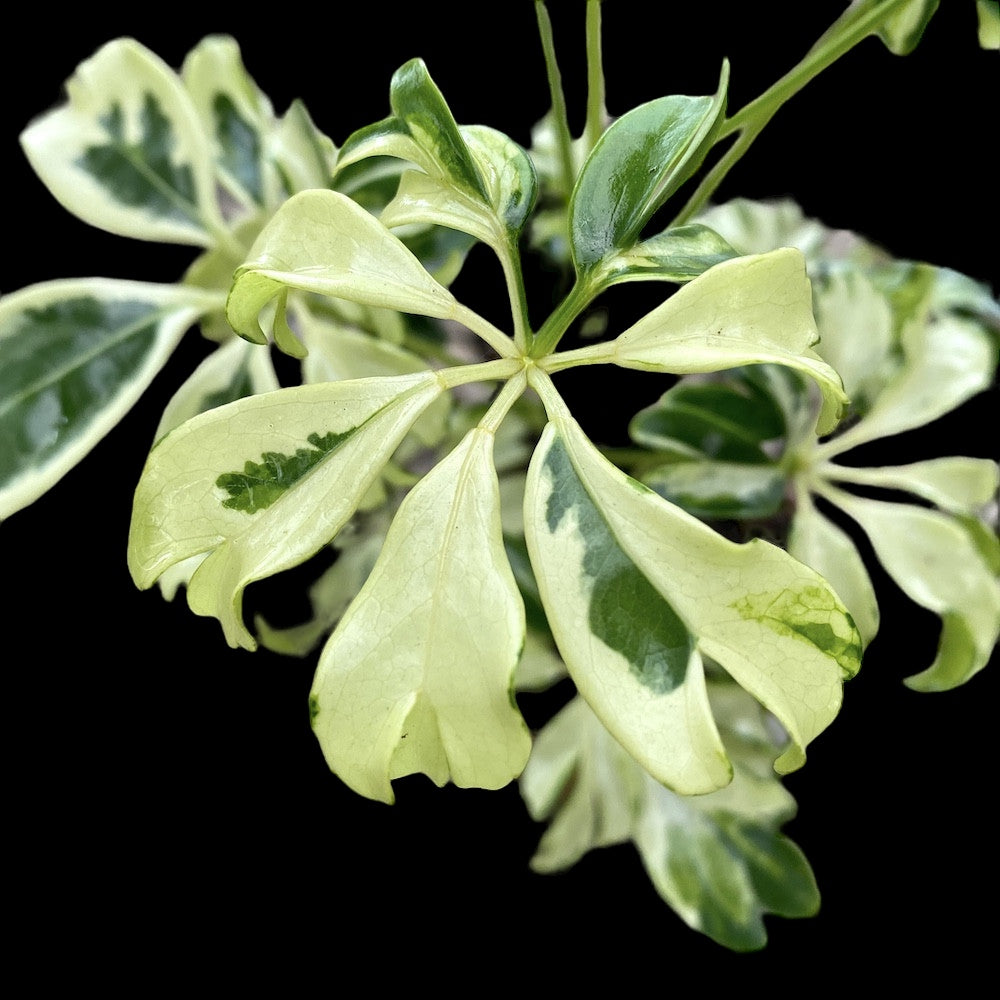 Schefflera arboricola 'Janine' (babyplant)