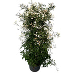 Jasminum polyanthum (jazmín chino - flores intensamente perfumadas) - ejemplares XL