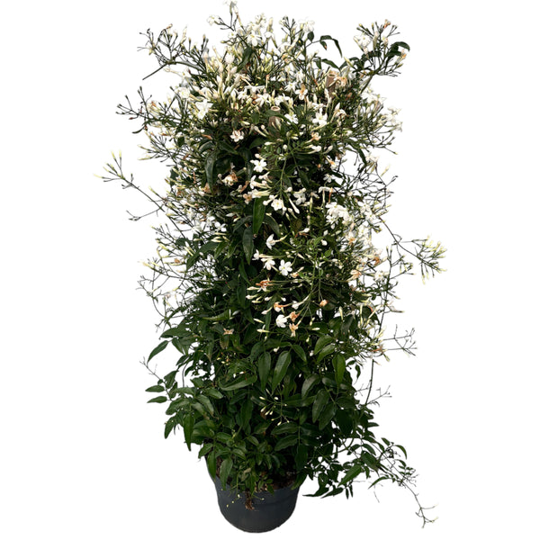 Jasminum polyanthum (iasomie chinezeasca - flori intens parfumate) - exemplare XL
