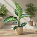 Dieffenbachia seguine 'Tropic Snow' - tropische plant met eenvoudig onderhoud