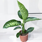 Dieffenbachia seguine 'Tropic Snow' - planta tropicala cu intretinere usoara
