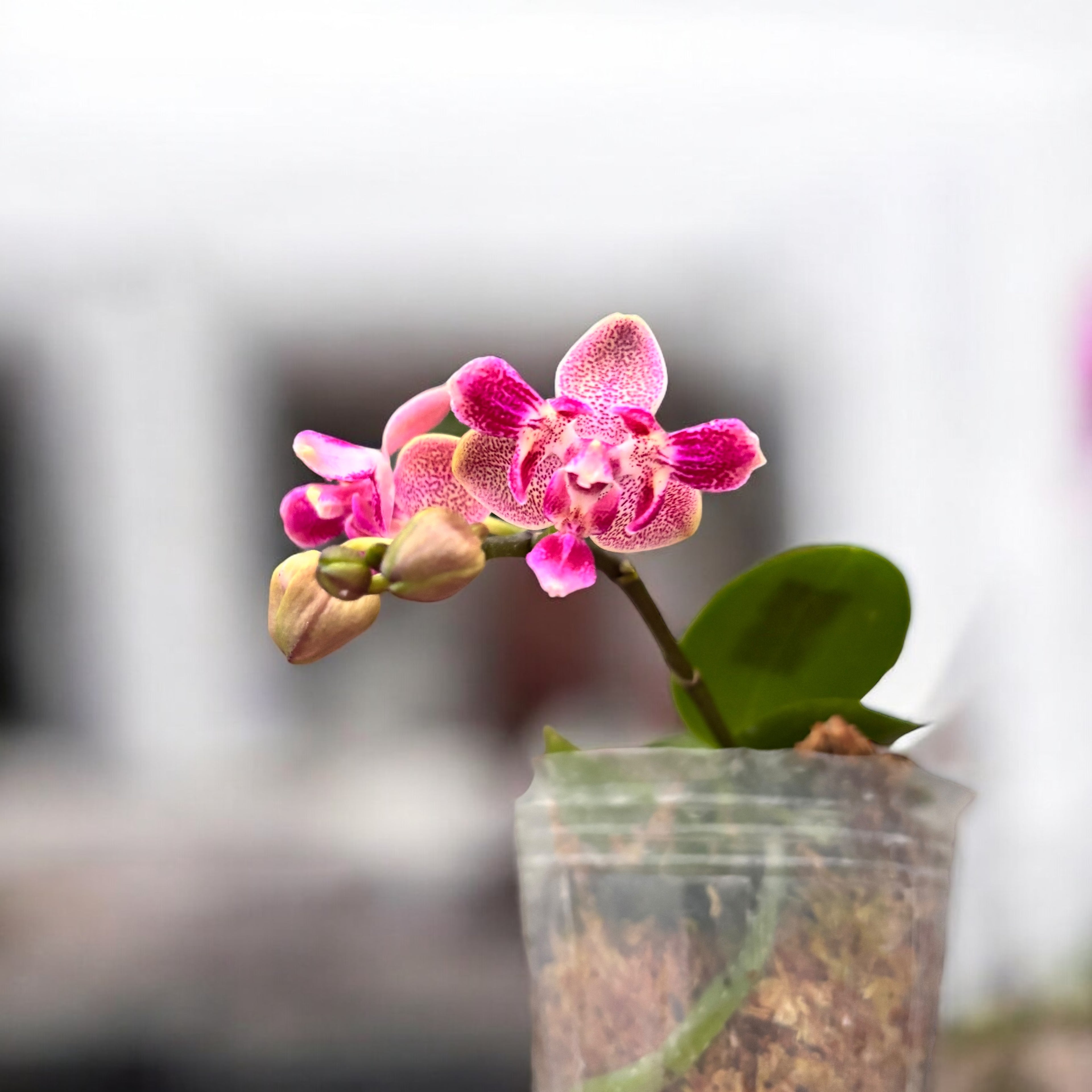 Phalaenopsis Caribbean Sunset × minus (peloric) - flori parfumate