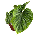 Philodendron Plowmanii