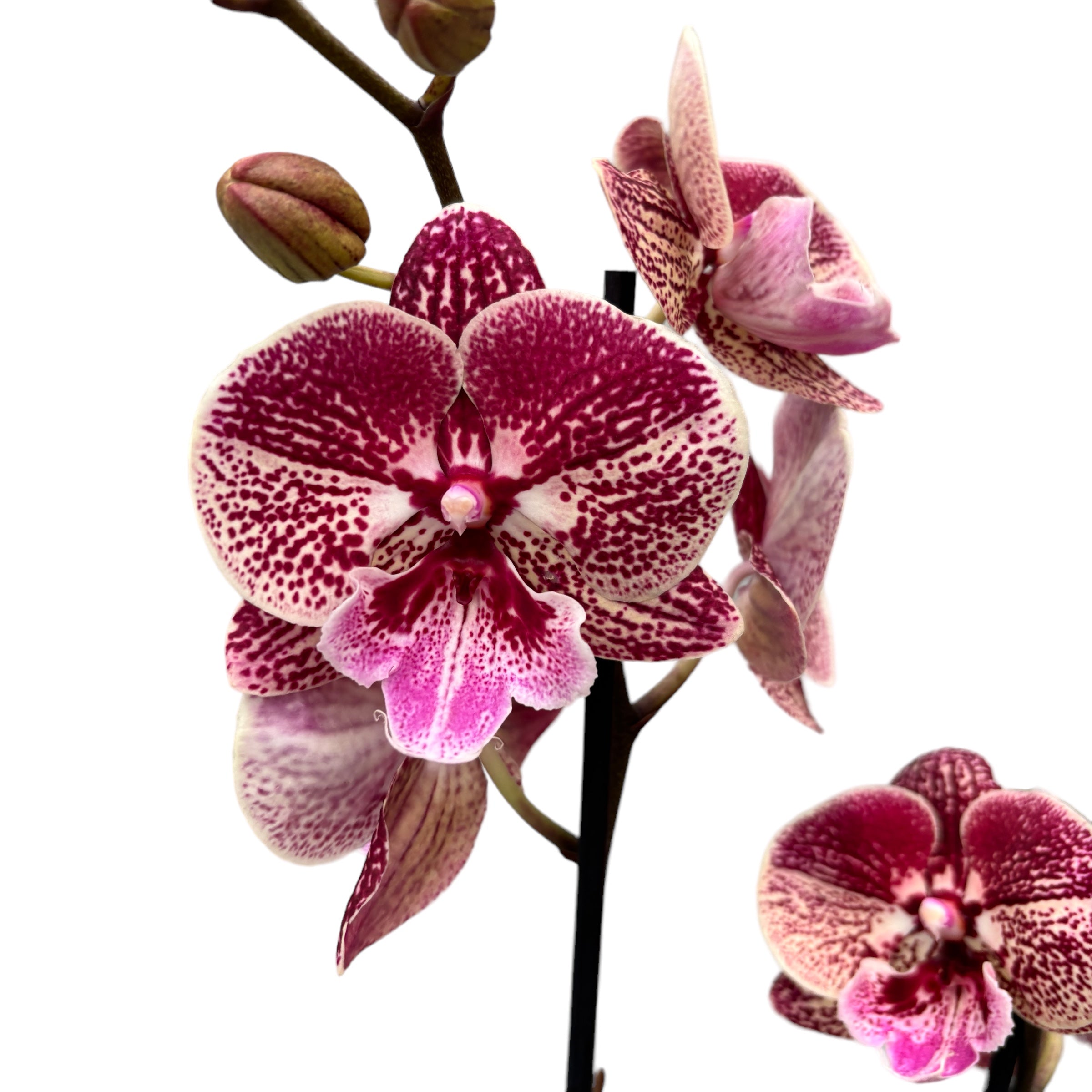 Phalaenopsis Miki Black Witch '74' (Ingrid) veliki usnik