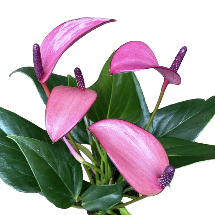 Anthurium Zizou