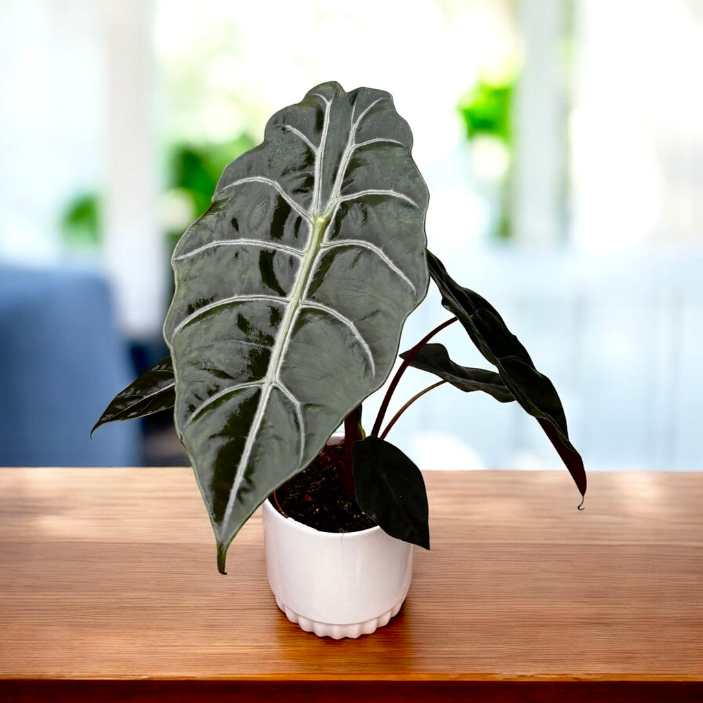 Alocasia 'Chantrieri'