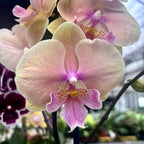 Phalaenopsis Pastello Kiss (velká pysk)