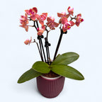 Phalaenopsis Dusty Belle - doftande och pelargonliknande blommor