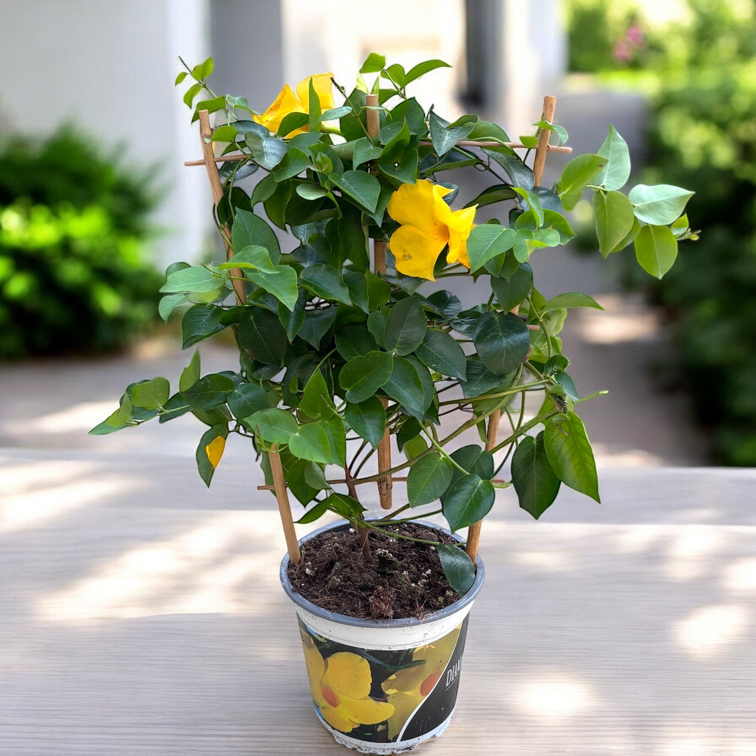 Mandevilla Diamantina Opale Citrine ('Lancalifornia') - illatos virágok