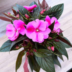 Impatiens New Guinea 'ColPow Lavender Flame' with large lavender-pink flowers and dark glossy leaves.