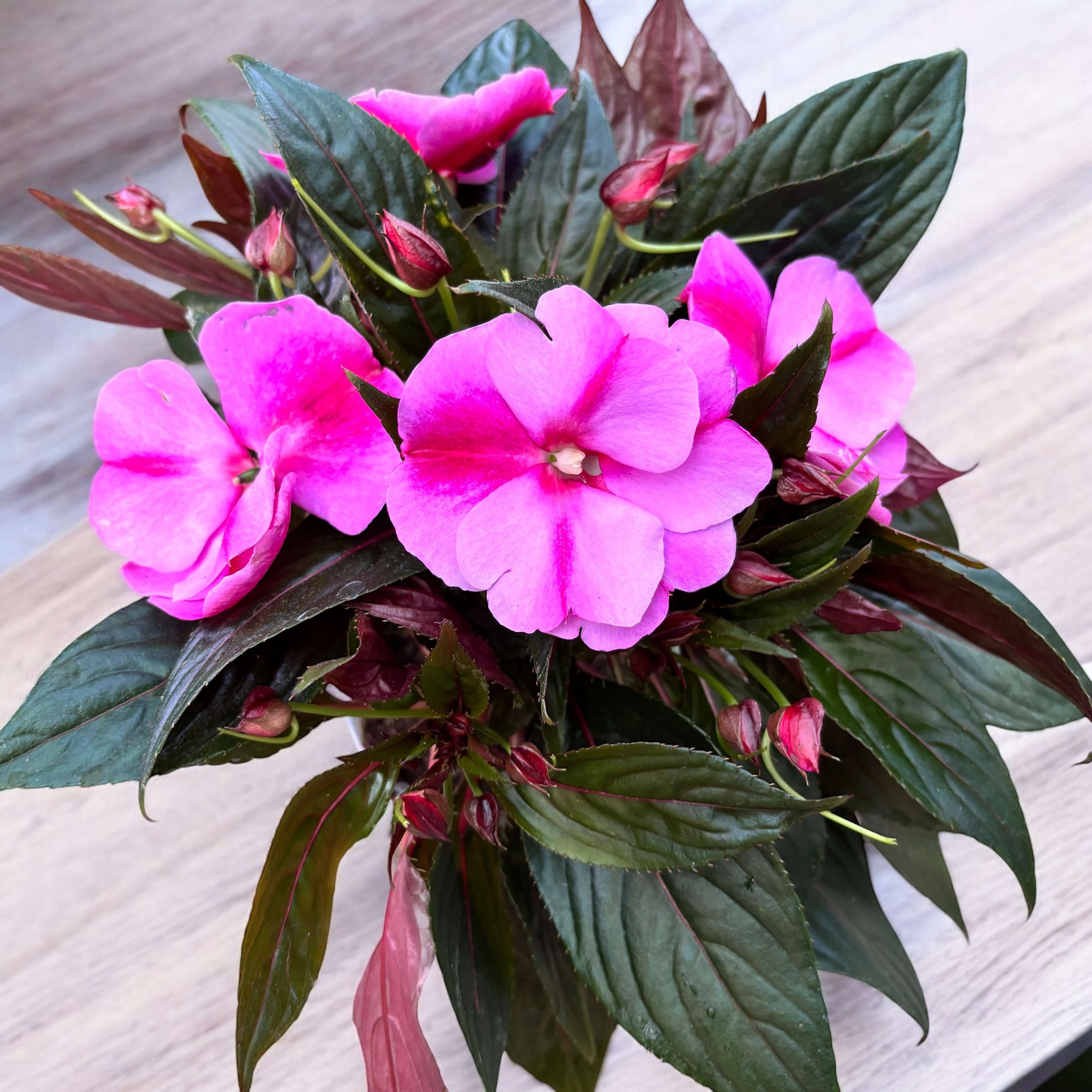 Impatiens New Guinea 'ColPow Lavender Flame' with large lavender-pink flowers and dark glossy leaves.