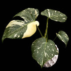 Monstera Thai Constellation (MTC#20)