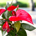 Anthurium Picanta Red, s dekoračnou maskou a samo-zavlažovacím systémom, jednoduchá starostlivosť