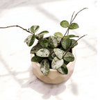 Hoya Mathilde 'Splash' D9 - parfumata