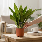 Sansevieria ‘Aubrytiana Nite Lite’