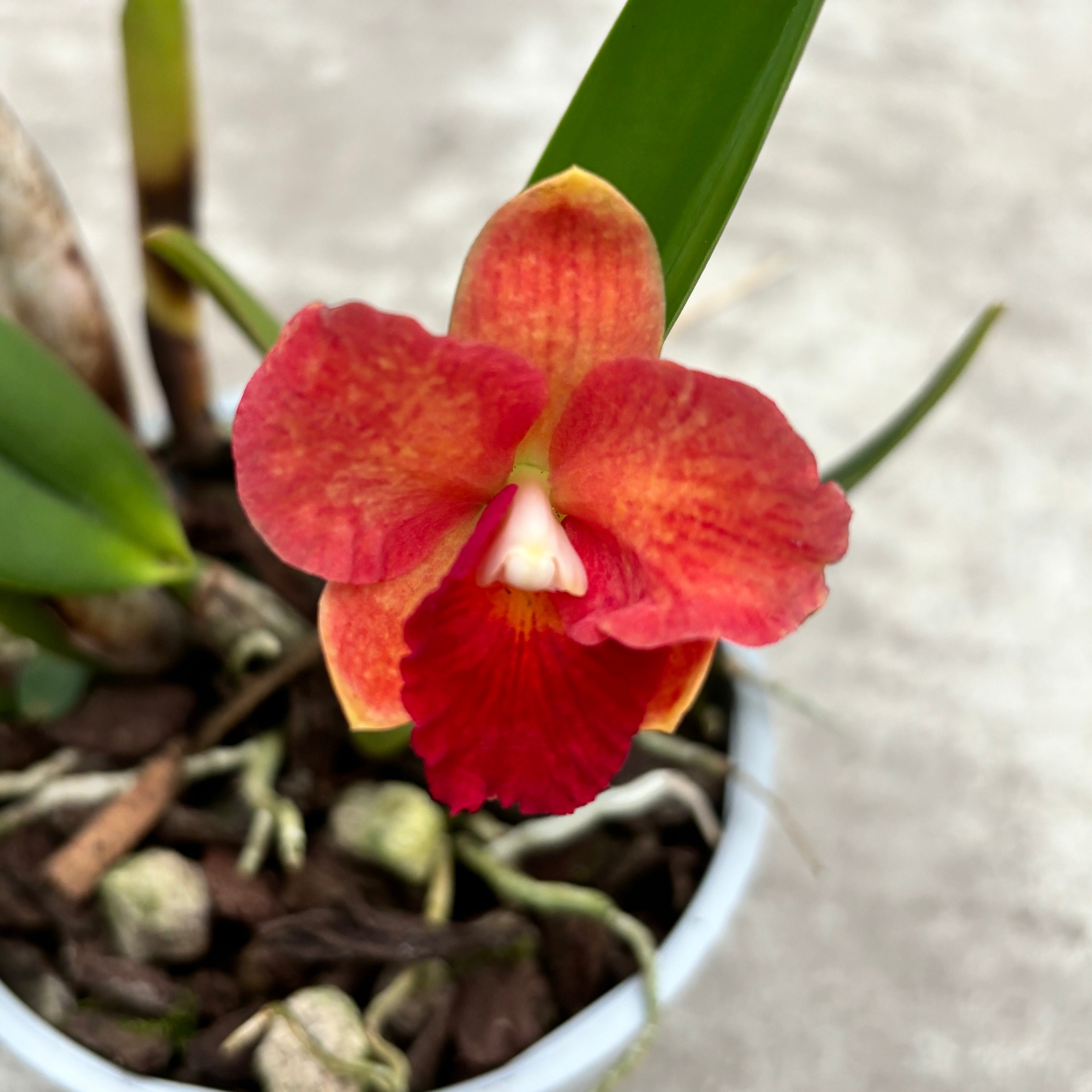 Cattleya #10