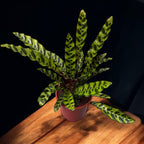 Calathea Lancifolia Insigne (Calathea Rattlesnake) D17