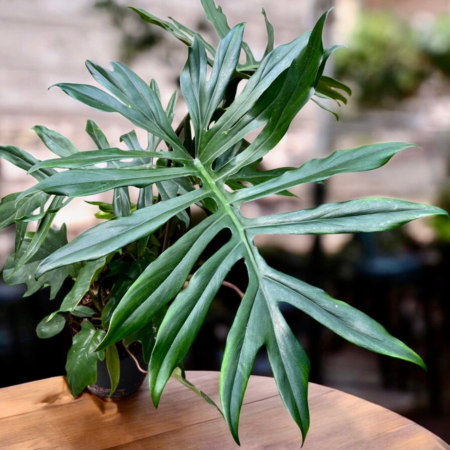 Philodendron Mayoi - exemplare XL (2 plante/ghiveci)