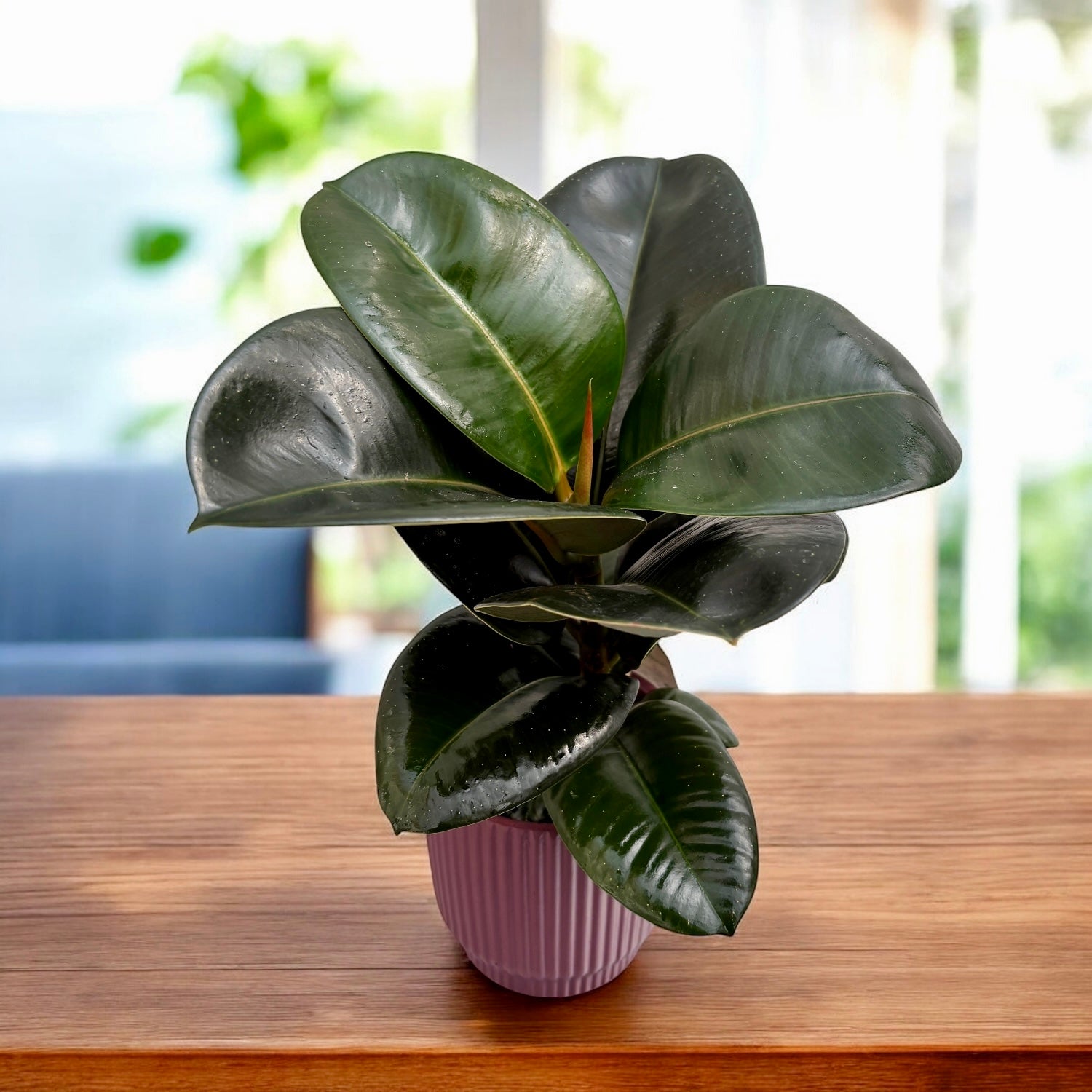 Ficus ‘Sofia’ – frunzis compact si verde lucios