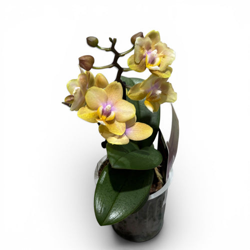 Phalaenopsis Scention - flori parfumate pelorice&normale