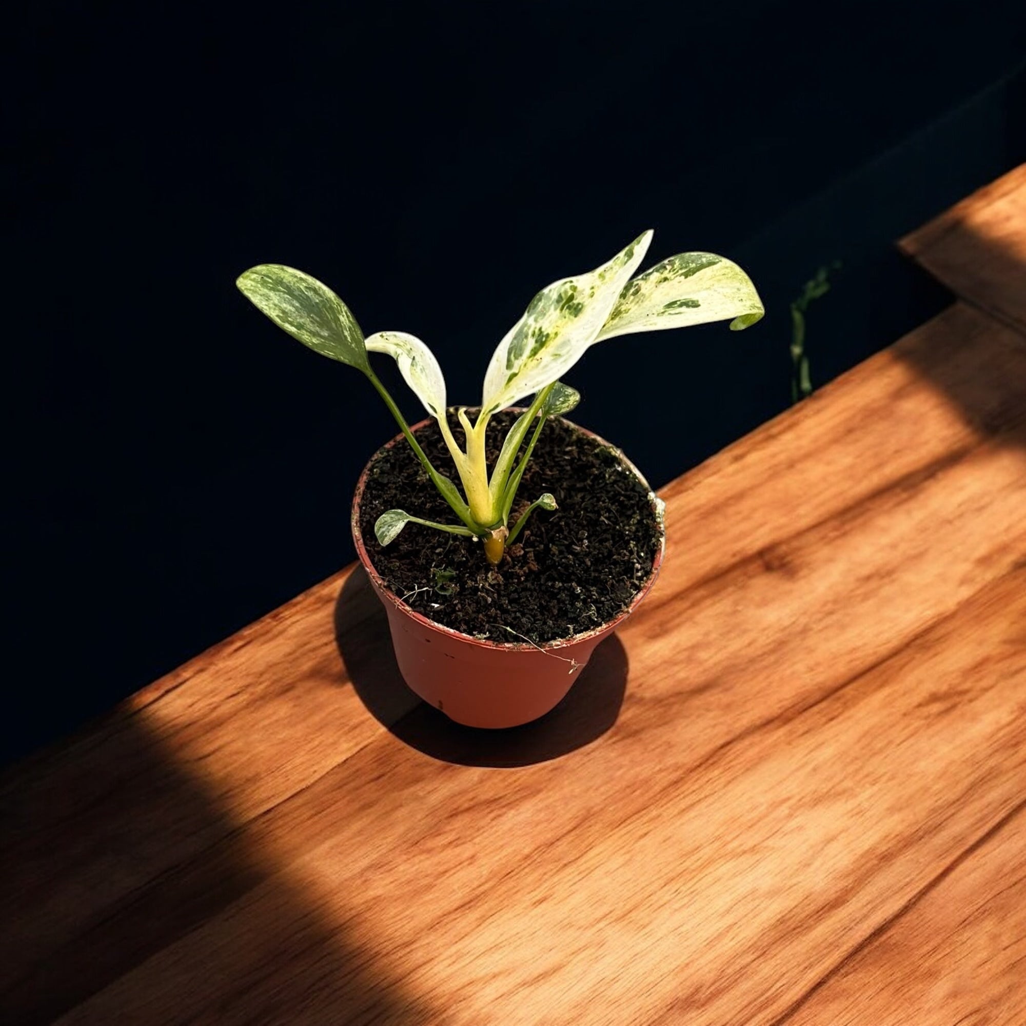 Rhaphidophora puberula 'Variegata' - babyplant