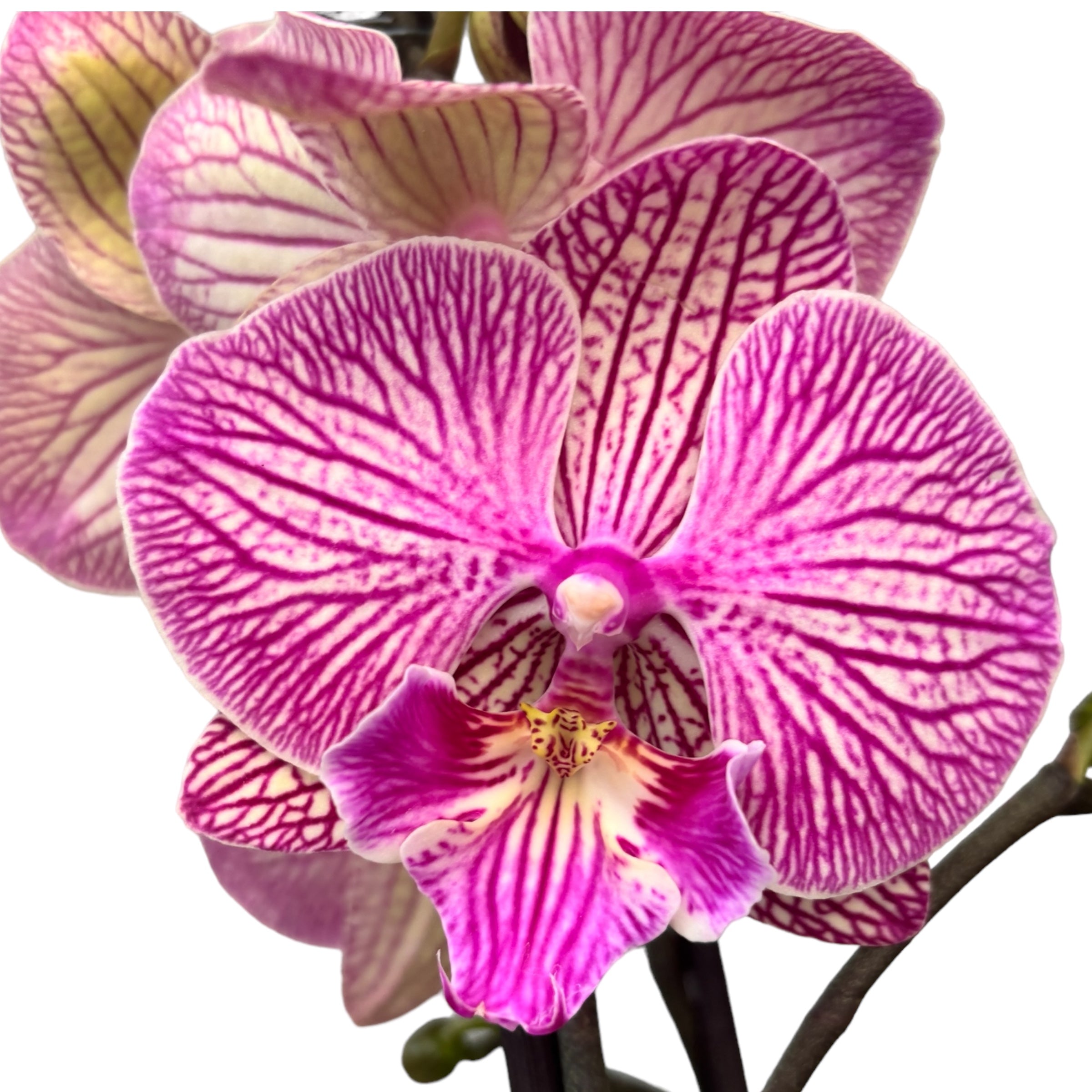 Phalaenopsis « Limited #77 » grande lèvre